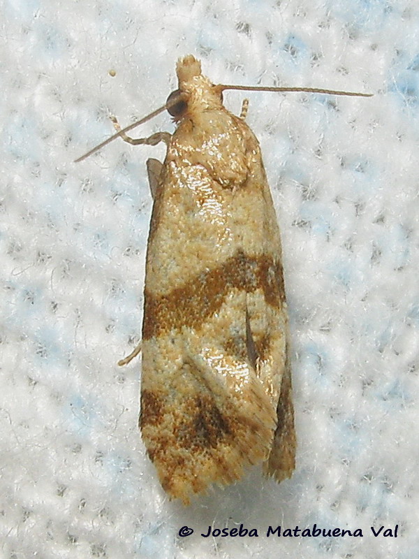 Phalonidia contractana - Tortricidae? S